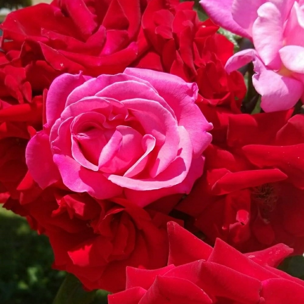 💐🌹🥀